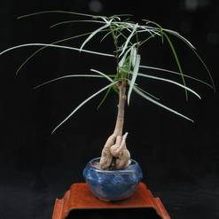 Brachychiton rupestris