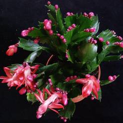 Božični kaktus - Schlumbergera truncata - Zygocactus truncatus