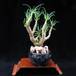Cotyledon reticulata