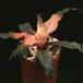 Cryptanthus sp 1