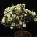 Chamelaucium sp. 2