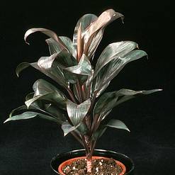Cordyline fruticosa compacta