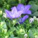 Campanula isophylla Mayi SIb