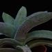 Crassula falcata-2