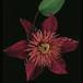 Clematis 1921