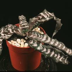 Cryptanthus fosterianus