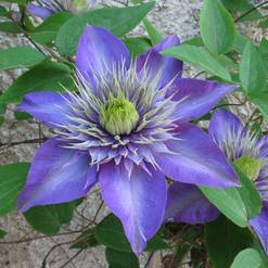 Clematis species