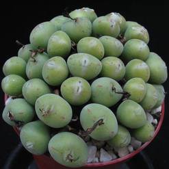 Conophytum pearsonii