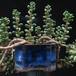 Crassula coralina 1