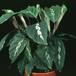Calathea sp. 1874