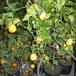 Citrus lemon 6