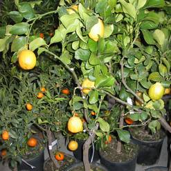 Citrus lemon