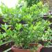 Citrus lemon SIb