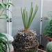 Cycas revoluta 1