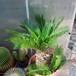 Cycas revoluta SIb
