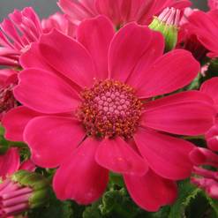 Cineraria species