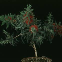 Callistemon splendens