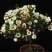 Chamelaucium sp SIb