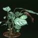Calathea makoyana 1886