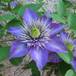 Clematis V P hybrid