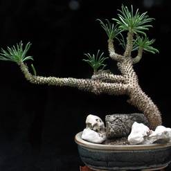 Tylecodon wallichii