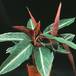 Calathea sp. 1875