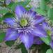 Clematis 2