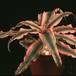 Cryptanthus bromelioides tricolor 1902
