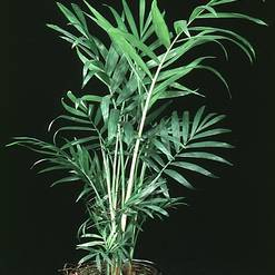 Chamaedorea elegans