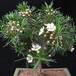 Chamelaucium sp SIb
