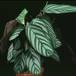 Calathea crocata 1872