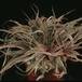 Cryptanthus sp