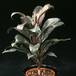 Cordyline fruticosa compacta 1867