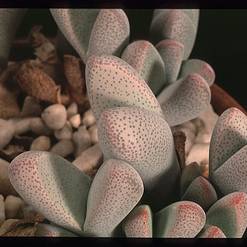 Dinteranthus puberulus