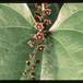 Dioscorea elephantipes 1686