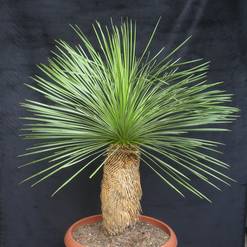 Dasylirion longissimum
