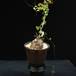 Dioscorea elephantipes 2