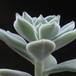Echeveria sp.