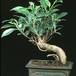 Ficus - kimmen- 2629