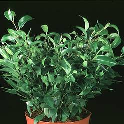 Ficus benjamina Natasja clump