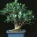 Ficus microcarpa Kimmen SIb