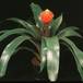 Guzmania conifera 2046
