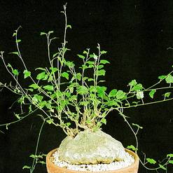 Garrardanthus macrorhizus
