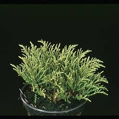 Hebe ochracea