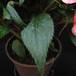 Impatiens 3