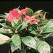Impatiens 2035