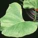 Ipomoea patatas SIl