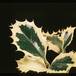 Ilex aquifolium 1953