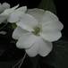 Impatiens 1