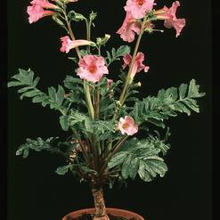Incarvillea delavayi